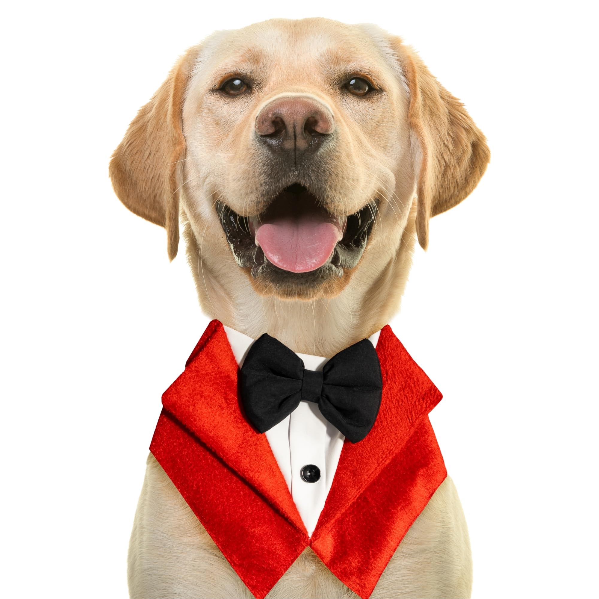 Dog Tuxedo Aqua Blaze Bandana - BURAQ PETS