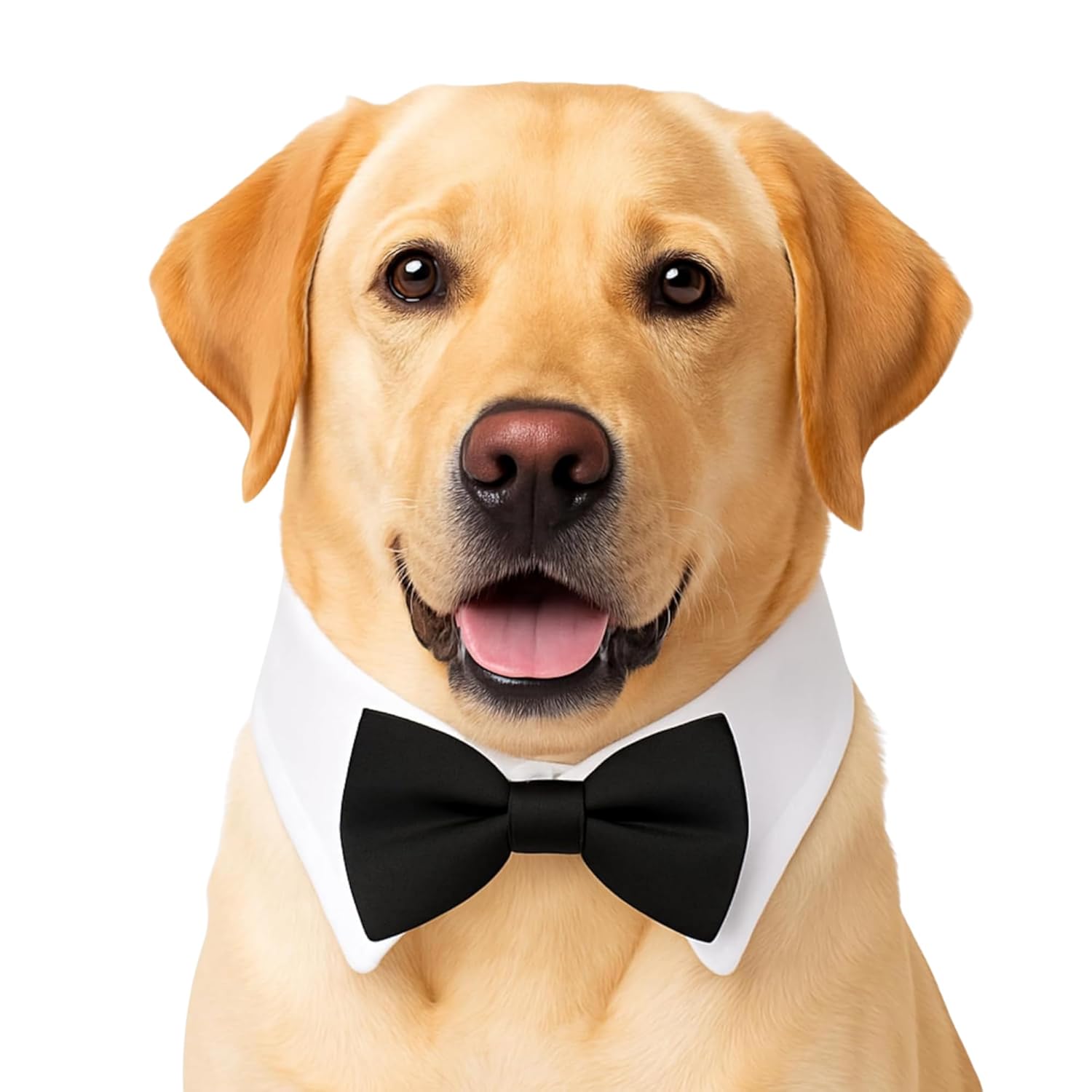 Luxury Dog Bow Tie Collar - BURAQ PETS