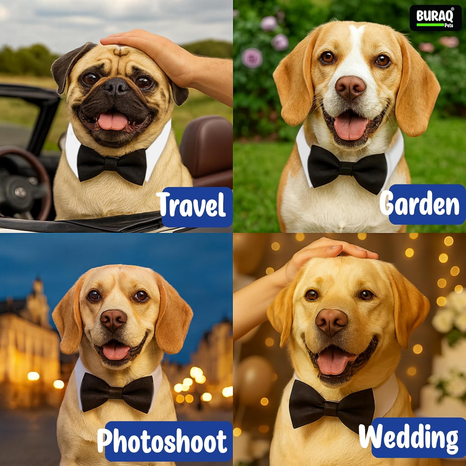 Luxury Dog Bow Tie Collar - BURAQ PETS