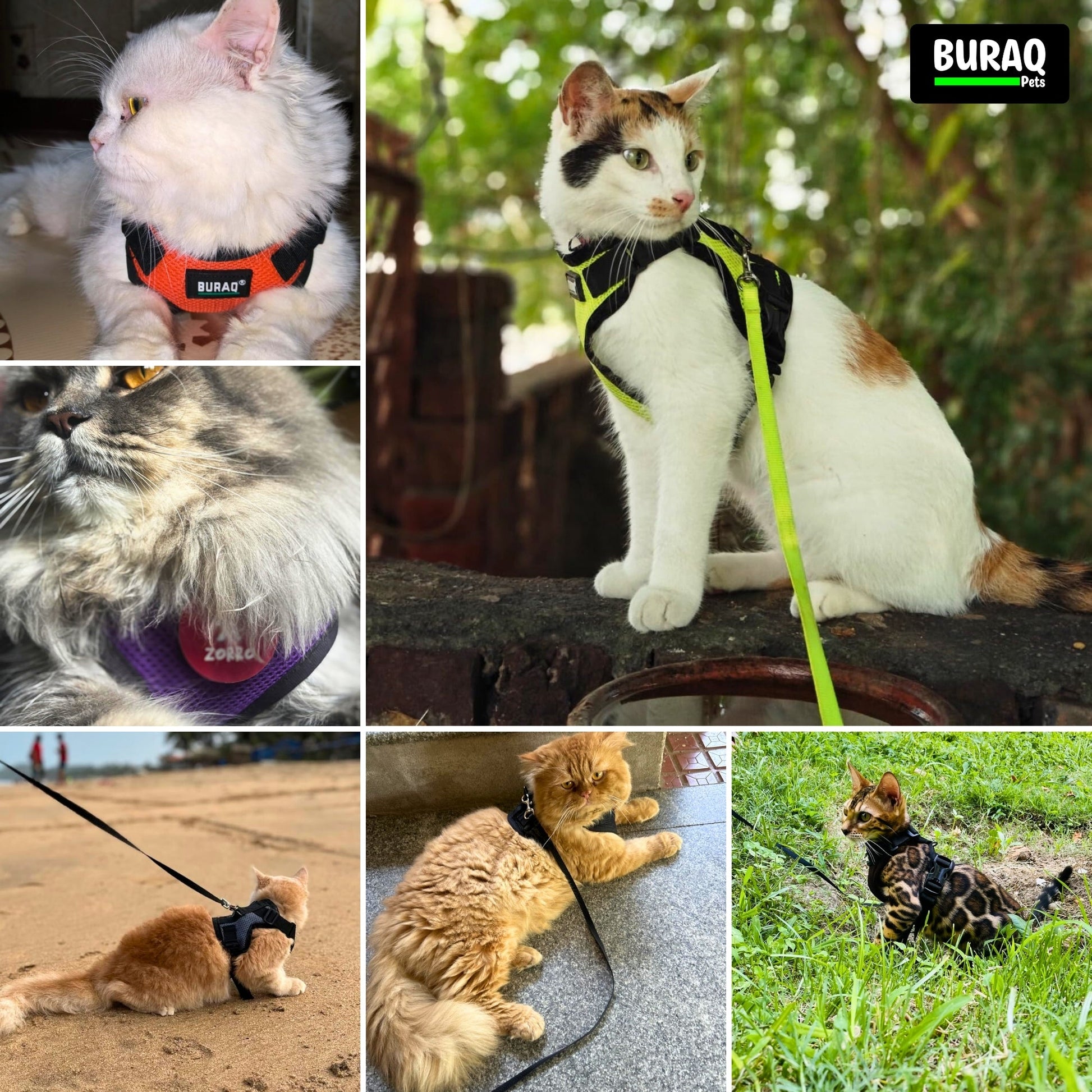 No Pull Cat Harness with Leash – Ultra - Light & Stylish Design - BURAQ PETS