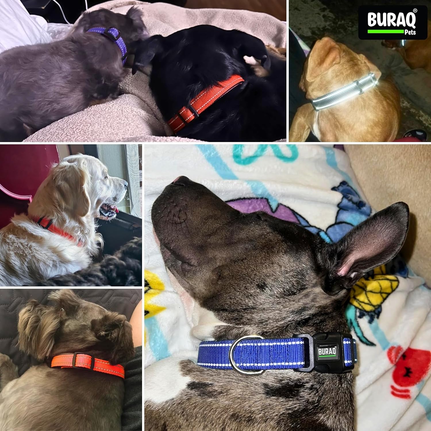 Premium Reflective Dog Collar Soft Padded, Nylon, Adjustable & Comfortable - BURAQ PETS