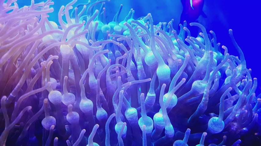 Load video: Transparent Internal Aquarium Filter – Submersible with Sponge