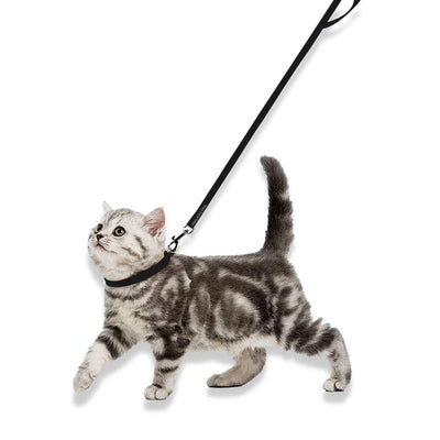 Collar and Leash Set - BURAQ PETS
